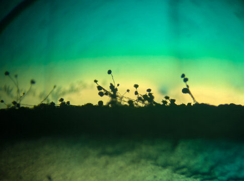 Microscopic Silhouette of Black Mold Fungi (Aspergillus niger or Rhizopus) Sporangia