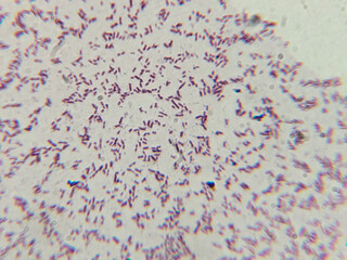 Microscopic View of Purple-Stained Rod-Shaped Bacteria