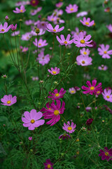 Pink flowers in the summer garden. Cosmos flowers blooming in the park. Summer floral background.