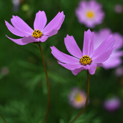 Fototapeta premium Pink flowers in the summer garden. Cosmos flowers blooming in the park. Summer floral background.