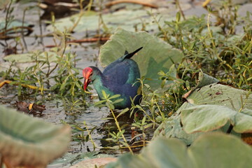 Swamphen
