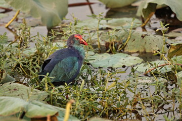 Swamphen