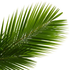 Green palm frond leaf isolated on transparent background