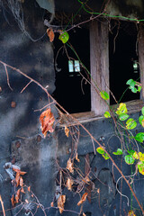 Window of an old and abandoned chicken house with plants and vines growing around it, Cohutta, Georgia