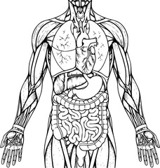 Human Body Parts Illustration – Anatomy Vector, Muscles and Organs, Medical Diagram, Educational Design, Biology, Health, Science, Human Anatomy, Detailed Vector Art.