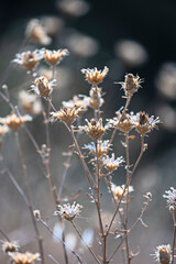 Butterfly vine with its yellow inflorescences.