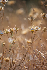 Greater celandine displaying its four-petaled yellow flowers and characteristic orange latex on its brittle stems