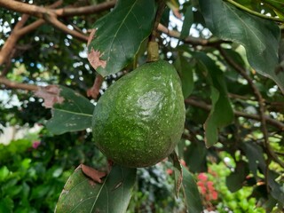 avocado fruit tree photo