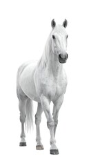Fototapeta premium A majestic equine stands against white background, showcasing gray-white coat, flowing mane and focused gaze, with legs poised, showing details