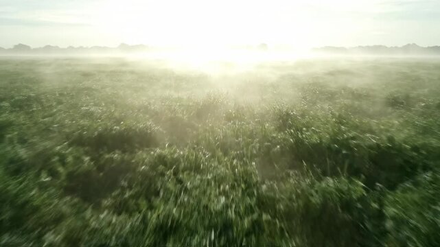 Low Angle Tracking Shot Through a Vast Open Field Covered in Ground-Level Mist ground-level mist, empty, low angle