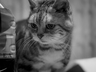 猫をモノクロで撮影