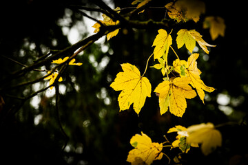 Obraz premium autumn leaves on the tree