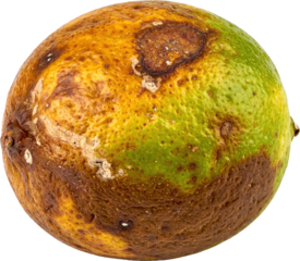 Close up of spoiled lime fruit with decayed brown skin, mold damage, and isolated on white background