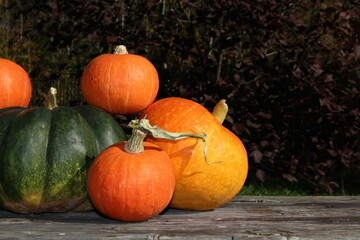 very beautiful orange pumpkin on an autumn background