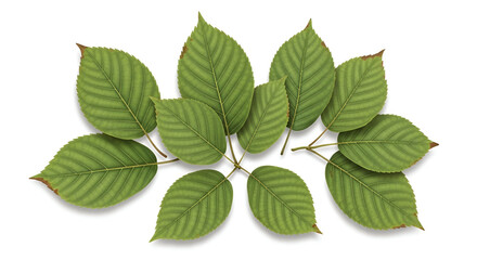 Arrangement of Green Beech Leaves with Brown Tips on White