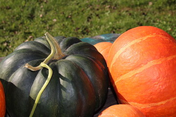 very beautiful orange pumpkin on an autumn background