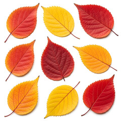 Obraz premium Assortment of Autumn Leaves in Red Yellow and Orange