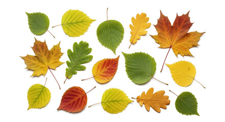 Obraz premium Assortment Of Autumn Leaves In Various Colors fall