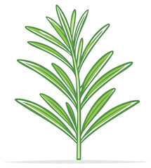 Fresh Green Rosemary Sprig Illustration for Culinary Herbs and Natural Flavoring
