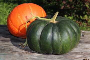 very beautiful orange pumpkin on an autumn background