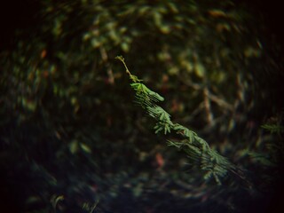 A close-up of a delicate, green plant stem, possibly a young fern or acacia, emerging from a dark, swirling bokeh background. The image has a moody, vintage, and dreamy aesthetic.
