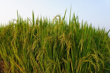 Golden ripening rice crop in dense paddy field under blue sky