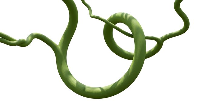 A close-up shot of a thick, green vine with a distinctive spiral shape against a white background.