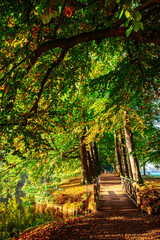 Golden autumn trees over a quiet residential street, Netherlands