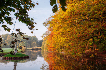 Golden autumn trees over a quiet residential street, Netherlands