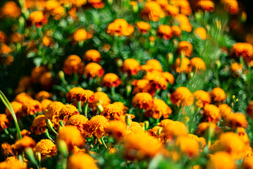 Lush and fragrant marigold flowers on a blurred picturesque background with bokeh effect.