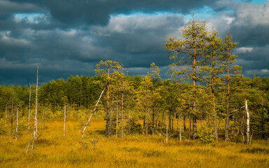 Sestroretskoye Bog State Nature Reserve of Regional Significance