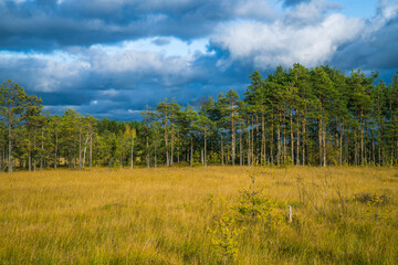 Sestroretskoye Bog State Nature Reserve of Regional Significance