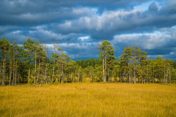 Sestroretskoye Bog State Nature Reserve of Regional Significance