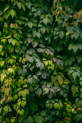 Background: Five-leafed Girl's Grape