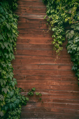 Background: Five-leafed Girl's Grape