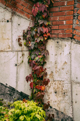 Background: Five-leafed Girl's Grape