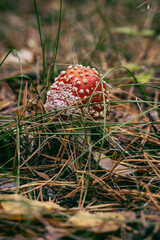 Autumn fly agaric in the grass