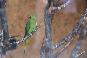 (Psittacula krameri)Detail photo of Green Parrot species. (focus is custom adjusted)