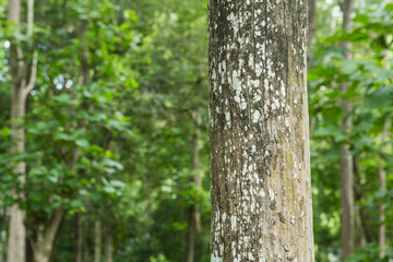 Teak Tree Trunk with Texture and Blurred Green Forest Background