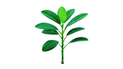 Green tropical leaf branch isolated on transparency background fresh vibrant foliage botanical nature element lush plant stem natural decoration eco friendly clean healthy organic