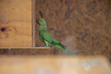 (Psittacula krameri)Detail photo of Green Parrot species. (focus is custom adjusted)