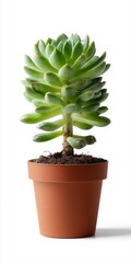Obraz premium Succulent in brown pot on white background: fresh green echeveria plant with rosette leaves