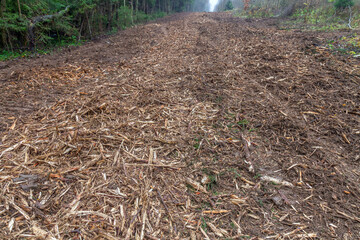 A natural forest clearing covered with brown wood chips and mulch after logging. Freshly felled trees and wood chips on the forest floor in autumn.