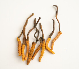 Cordyceps sinensis or Ophiocordyceps sinensis isolated on white background, mushroom herb treatment medicine.