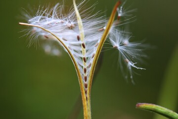 “Close-up of willowherb seed pod releasing seeds”