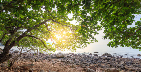Tree with leaves is in front of the ocean
