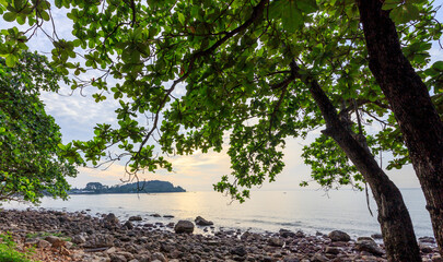 Tree is in front of a body of water
