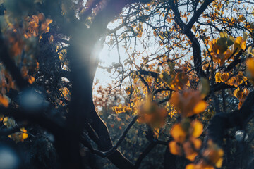 Sun in autumn forest illuminating tree and yellow leaves, beautiful autumn background