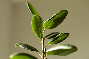 Ficus elastica plant in sunlight