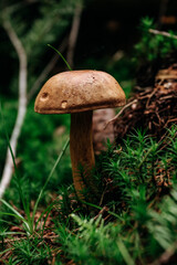Wild forest mushroom in green moss, close-up vertical nature background